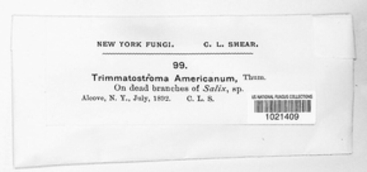 Trimmatostroma americanum image
